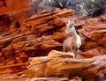 Big Horn Sheep Close Up on Red Rocks of Utah Royalty Free Stock Photo