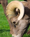 Big horn Sheep close up Royalty Free Stock Photo