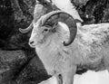 Big horn sheep close up Royalty Free Stock Photo