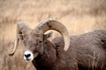 Big Horn Sheep portrait standing in a field Royalty Free Stock Photo