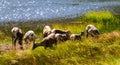 Big horn sheep in Colorado Royalty Free Stock Photo