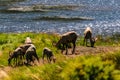 Big horn sheep in Colorado Royalty Free Stock Photo