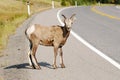 Big horn sheep crossing road Royalty Free Stock Photo