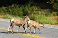 Big horn sheep crossing road