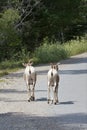 Big Horn Sheep Escape Royalty Free Stock Photo