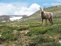 Big Horn Sheep Royalty Free Stock Photo