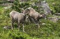 Big horn sheep at Glacier national park,Montana,usa Royalty Free Stock Photo