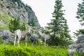 Big horn sheep at Glacier national park,Montana,usa. Royalty Free Stock Photo