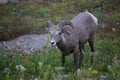 Big Horn Sheep Glacier National Park Royalty Free Stock Photo