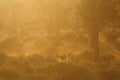 Big horn sheep grazing in the early morning light Royalty Free Stock Photo