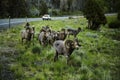 Big Horn Sheep Royalty Free Stock Photo