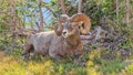 Big horn sheep taking a break on a beautiful sunny morning Royalty Free Stock Photo