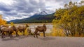 Big Horn Sheep in Jasper National Park Royalty Free Stock Photo