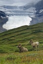 Big Horn Sheep, Jasper NP Royalty Free Stock Photo