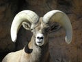 Big Horn Sheep Royalty Free Stock Photo