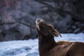 Big horn sheep laying in the snow