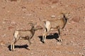 Big Horn Sheep Mountain Goats