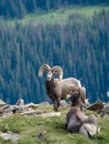 Big horn sheep in a national park Royalty Free Stock Photo