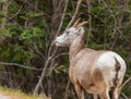 Big Horn Sheep Ovis canadensis portrait on the mountain forest. Mountain goat walking in Banff National Park Alberta Royalty Free Stock Photo