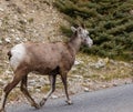 Big Horn Sheep Ovis canadensis portrait on the mountain road. Mountain goat walking in Banff National Park Alberta Royalty Free Stock Photo