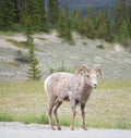 Big Horn Sheep Portrait front view in Banff Royalty Free Stock Photo