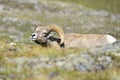 Big Horn Sheep portrait on rocky mountains Canada Royalty Free Stock Photo