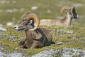 Big Horn Sheep portrait on rocky mountains Canada Royalty Free Stock Photo