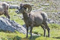 Big Horn Sheep portrait on rocky mountains Canada Royalty Free Stock Photo