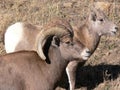 Big Horn Sheep Ram and Ewe Royalty Free Stock Photo