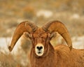 Big Horn Sheep, Ram, Grand Teton National Park Royalty Free Stock Photo