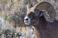 Big Horn Sheep Ram Royalty Free Stock Photo
