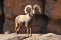 Big Horn Sheep Ram on a rocky cliff Royalty Free Stock Photo