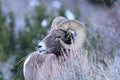 Big Horn Sheep Ram Royalty Free Stock Photo