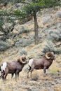 Big Horn Sheep Rams Royalty Free Stock Photo