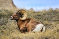 Big Horn Sheep resting in a grassy field beneath a blue sky in the South Dakota Badlands Royalty Free Stock Photo