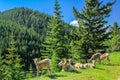 Big horn sheep, Banff National Park, Alberta, Canada Royalty Free Stock Photo