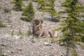 Big Horn Sheep Resting On A Mountain Royalty Free Stock Photo