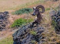 Big Horn Sheep on Rocky Outcropping Royalty Free Stock Photo