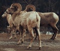 Big horn sheep