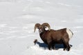 Big Horn Sheep in Snow