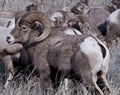 Big Horn Sheep