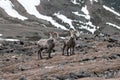 Big Horn Sheep