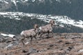 Big Horn Sheep