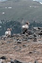 Big Horn Sheep