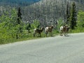 Big Horn Sheep walking along Maligne Road in Jasper National Park in Canada
