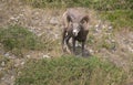 Big Horn Sheep