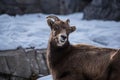 Big horn sheep winter Royalty Free Stock Photo