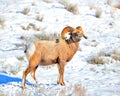 Big Horn Sheep, Wyoming. Royalty Free Stock Photo