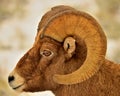 Big Horn Sheep, Winter, Wyoming. Royalty Free Stock Photo