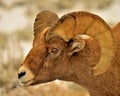 Big Horn Sheep, Winter, Wyoming. Royalty Free Stock Photo